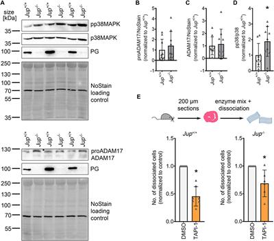 Cardiomyocyte cohesion is increased after ADAM17 inhibition